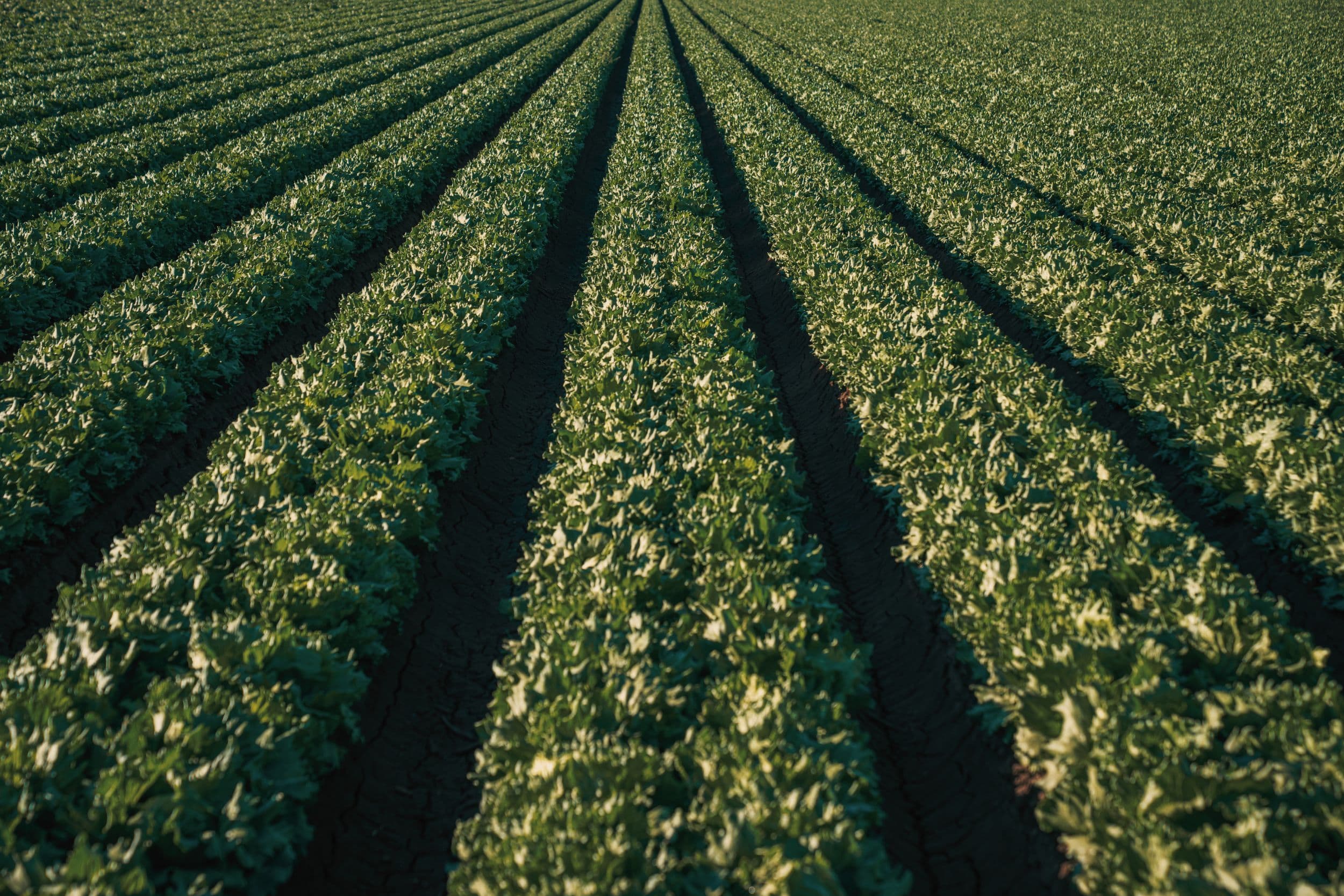 Europaweite Kampagne für ein nachhaltiges Ernährungssystem